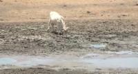 Sri Lanka Swelters Under Extreme Heat Warning